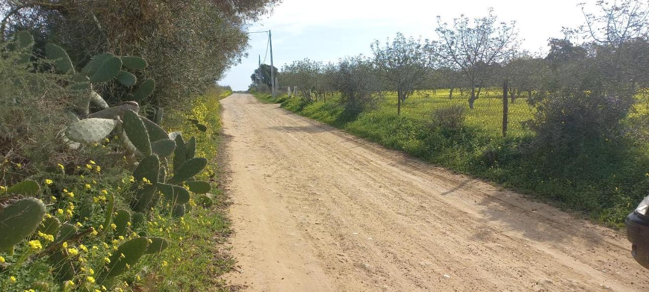 Casa Do Pinheiro - Parque Natural Da Ria Formosa. Тавира Екстериор снимка