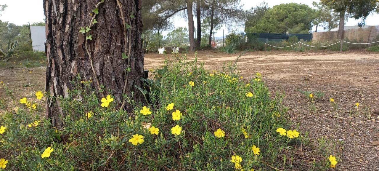 Casa Do Pinheiro - Parque Natural Da Ria Formosa. Тавира Екстериор снимка